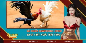 Gà Chiến Campuchia Luck8 – Đá Gà Thật, Cược Thật Từng Giây